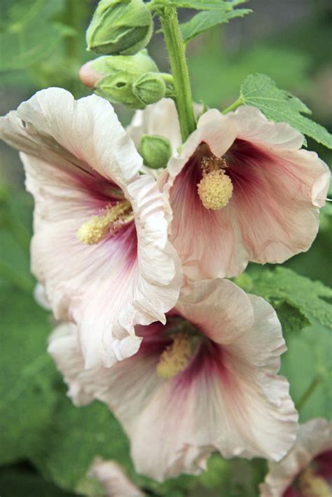 Bare Root Plants How To Grow Bare Root Hollyhocks