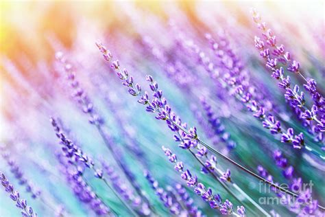 48 lavender flower backgrounds images in full hd, 2k and 4k sizes. Lavender Flower Background Photograph by Anna Om