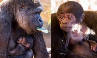 Taronga Zoo Gorilla Gives Birth To Adorable Baby In Sydney Daily Mail