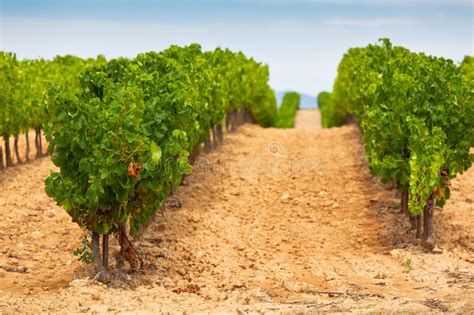 Vineyard Field In Southern France Stock Photo Image Of Landscaped