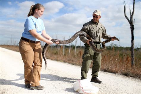 Massive 17-Foot Snake Caught in Florida Everglades Burmese Python Hunt