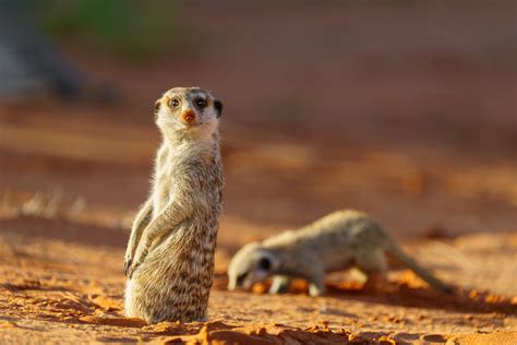 Cutest Meerkat Looks At You Funny Pictures Of Meerkats