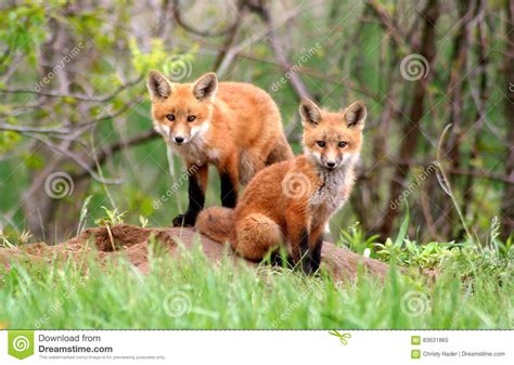 Red Fox Siblings Stock Image Image Of Nature Babies 83631865