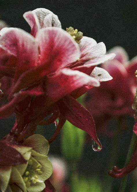 Red Flower With Raindrop · Free Stock Photo