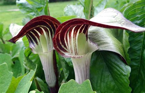 Jack in the pulpit may refer to: Jack-in-the-Pulpit (Arisaema triphyllum) | Jack in the ...