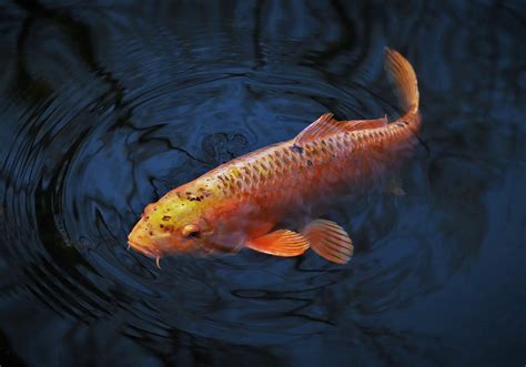 Ciri Ciri Ikan Mas Berdasarkan Morfologi Klasifikasi Dan Siklus Hidupnya Padang Ekspres