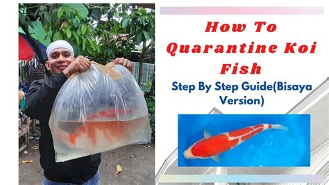 How To Quarantine Koi And Other Pond Fish Step By Step