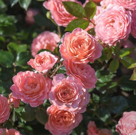 The Apricot Drift® Rose Has Gorgeous Double Apricot Colored Flowers