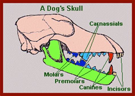 Teeth in Mammals