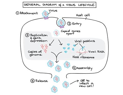 Generalized Phage And Animal Virus Life Cycles Viral Life Cycle