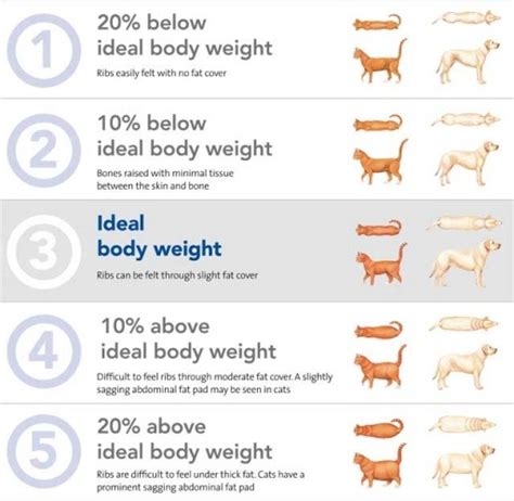 Weight - Body Condition Score | Vetwest Animal Hospitals