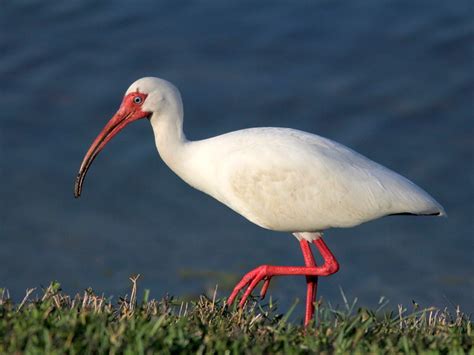 Wading bird with long curved bill. Rosyfinch Ramblings: An unusual (and big) white wading bird