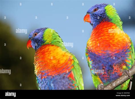 Pair Of Rainbow Lorikeets Adelaide South Australia Stock Photo Alamy