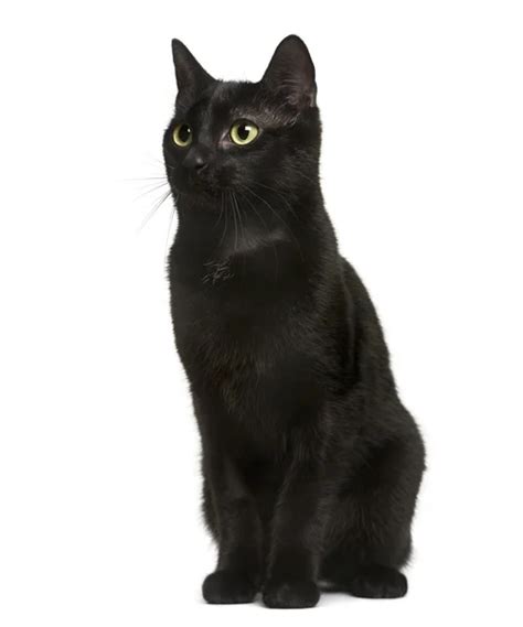 Gato Negro Fotos De Stock Imágenes De Gato Negro Sin Royalties
