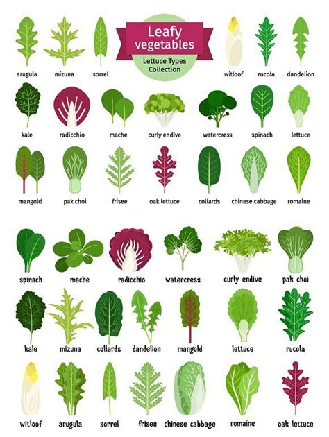 Best Types Of Salad Greens You Have A Big Blogosphere Pictures Library