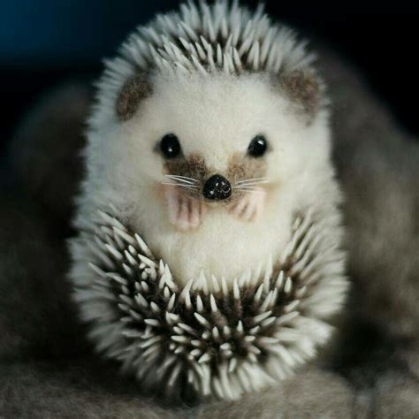 Curled Hedgehog Cute Wild Animals Cute Animals Cute Baby Animals