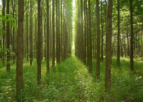 Sweetgum Trees Aid Hardwood Growth Mississippi State University