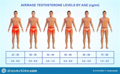 Average Testosterone Levels By Age Stock Illustration Illustration Of Typically Level