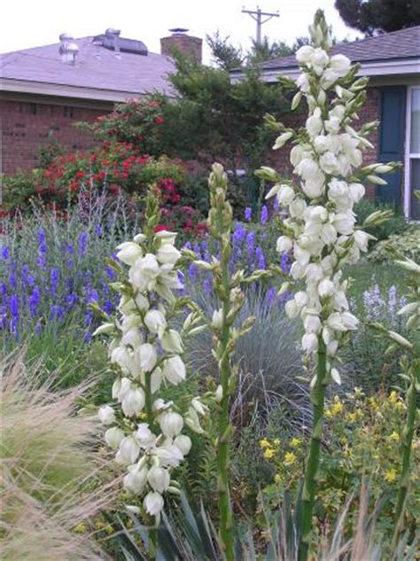 The texas panhandle is a region of the u.s. Plant List for the Texas Panhandle - Flowers | High Plains ...