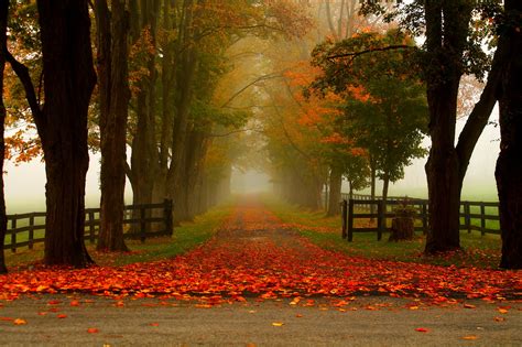 Download Fence Fog Fall Tree Man Made Road 4k Ultra Hd Wallpaper