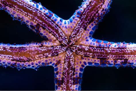 The Marvellous Regenerative Power Of Starfish Makes Stem Cell Therapy