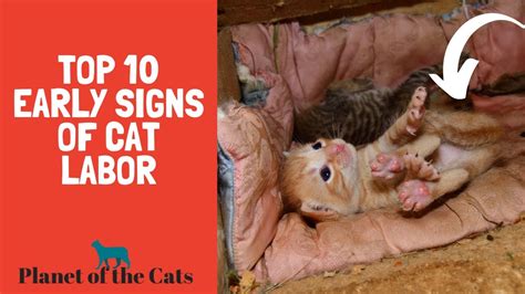 Top 10 Signs Your Cat Is In Labor Youtube