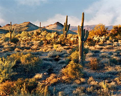 Desert Landscape Digital Art By Crystal Garner Fine Art America