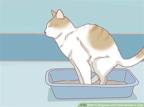3 Ways To Diagnose And Treat Hernias In Cats Wiki How To English