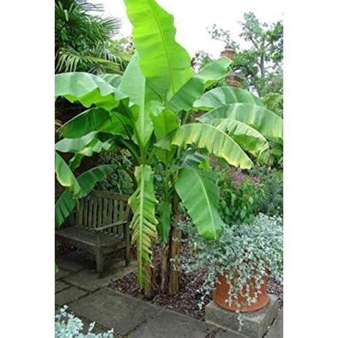 Edible bananas cannot grow from seed. Tropical Plant Musa Basjoo - Cold Hardy Banana Tree ...