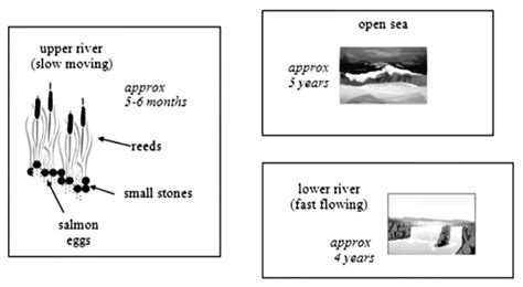 Ielts Writing Task 1 The Life Cycle Of The Salmon 2 Diagrams