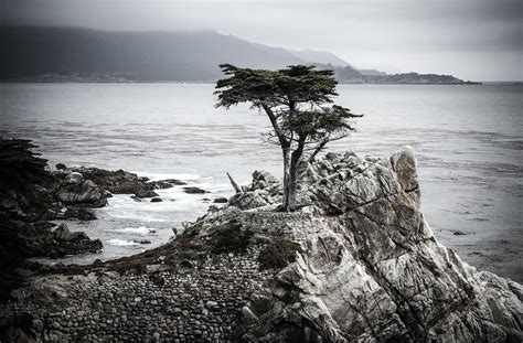The Lone Cypress On 17 Mile Drive Pacific Grove Califor Flickr