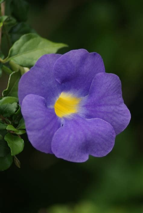 Find over 100 of the best free yellow aesthetic images. Plant purple flowers with bright yellow center ID'ed as ...