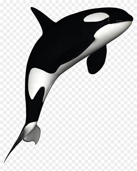 Orca Clipart Free Killer Whale Transparent Background Free