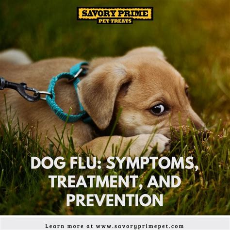 Dog Flu Symptoms Treatment And Prevention Savory Prime Pet Treats