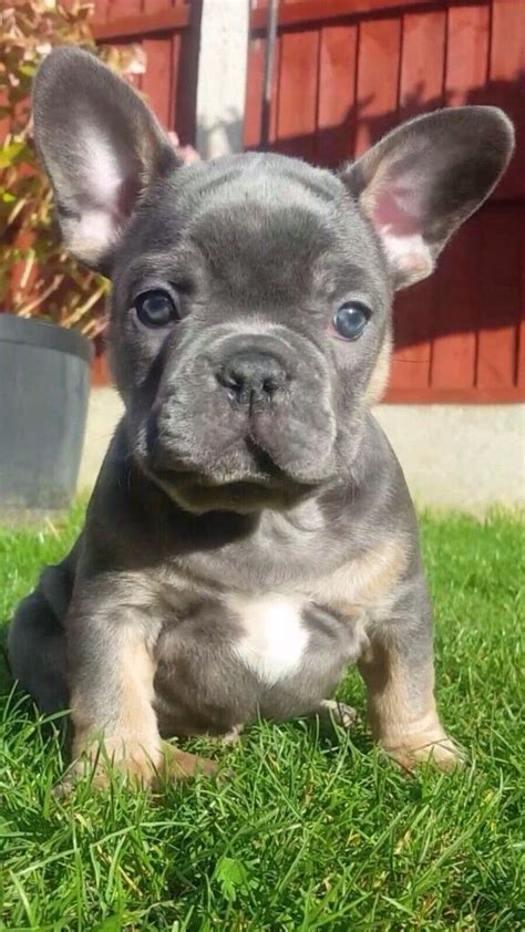 17 Hq Pictures Blue Tan French Bulldog Price Akc Blue Merle And Tan