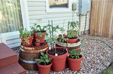 Vegetable Container Gardening Ideas How To Get Started And Get Free