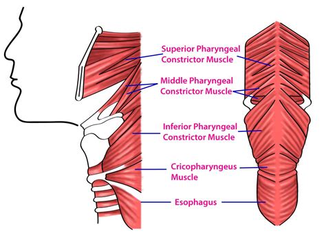 Anatomy Head And Neck Pharynx Muscles Article Statpearls