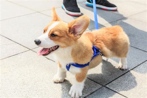 10 Best Corgi Rescues For Adoption 2024 Our Top 10 Picks