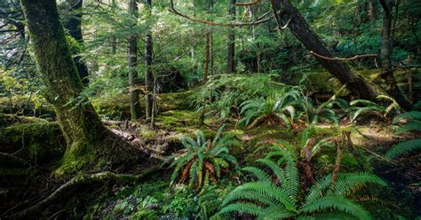 Conservation Tongass National Forest The Wilderness Society