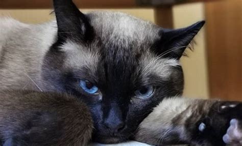 14 Reasons Why You Should Never Own A Siamese Cat Petpress