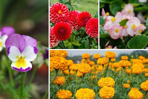 10 Awesome Indiana Annuals Beautify Your Garden Garden Lovers Club