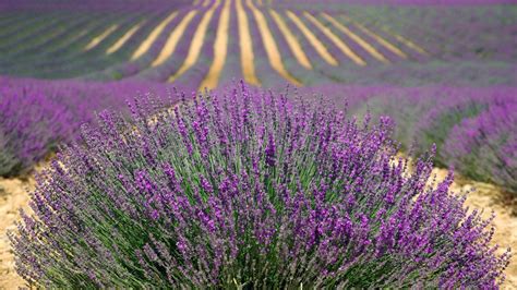 How To Successfully Grow And Harvest Lavender Plant Garden