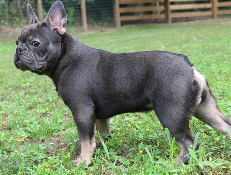 Are french bulldogs a smart breed? French Bulldog Adults - Country Hills Kennel