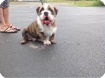 The maltese shih tzu mix is one of the most popular dog breeds in australia. Wilson | Adopted Puppy | Long Beach, NY | English Bulldog ...