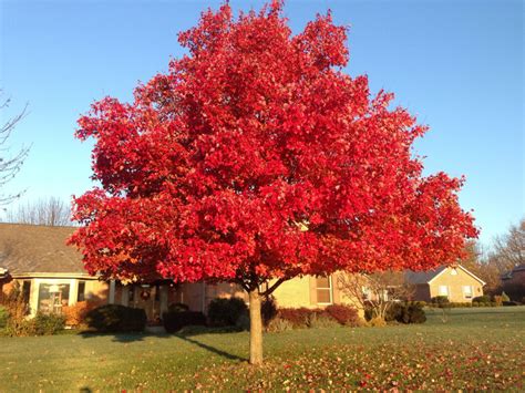 These Tennessee Trees Burst With Color Every Fall Heres How They Can