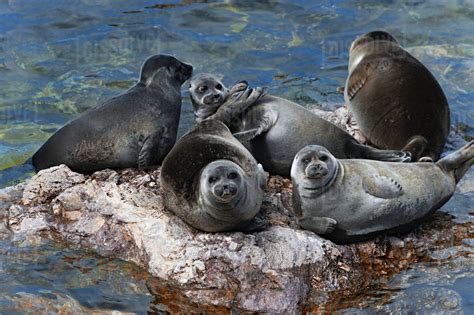 Baikal Seals Pusa Sibirica Hauled Out On Rock Endemic To Lake Baikal