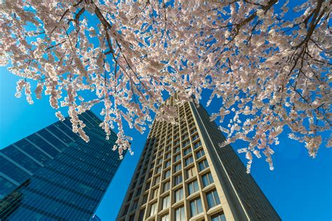 21 Best Spots To See Cherry Blossoms In Vancouver News