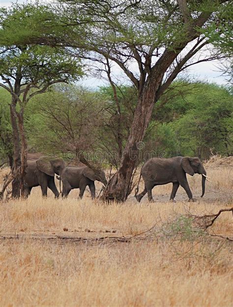 Elephants On Tarangiri Ngorongoro Safaris In Africa Stock Photo Image