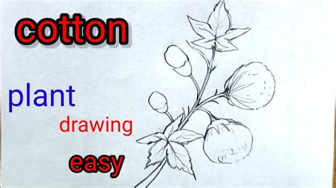 How To Draw Cotton 🌱plant Easycash Cropsrabi Cropscottonplantতুলা