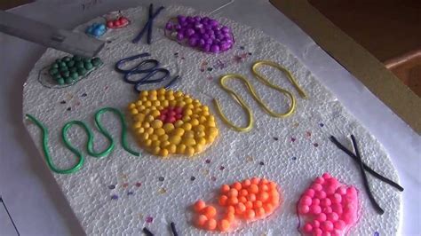 Simple diagram of animal cell for class 9th. SCIENCE PROJECTS BY CLASS 8 STUDENTS 09 ANIMAL AND PLANT ...